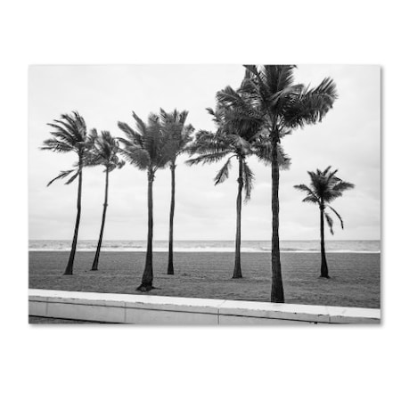 Preston 'Florida BW Beach Palms' Canvas Art,24x32